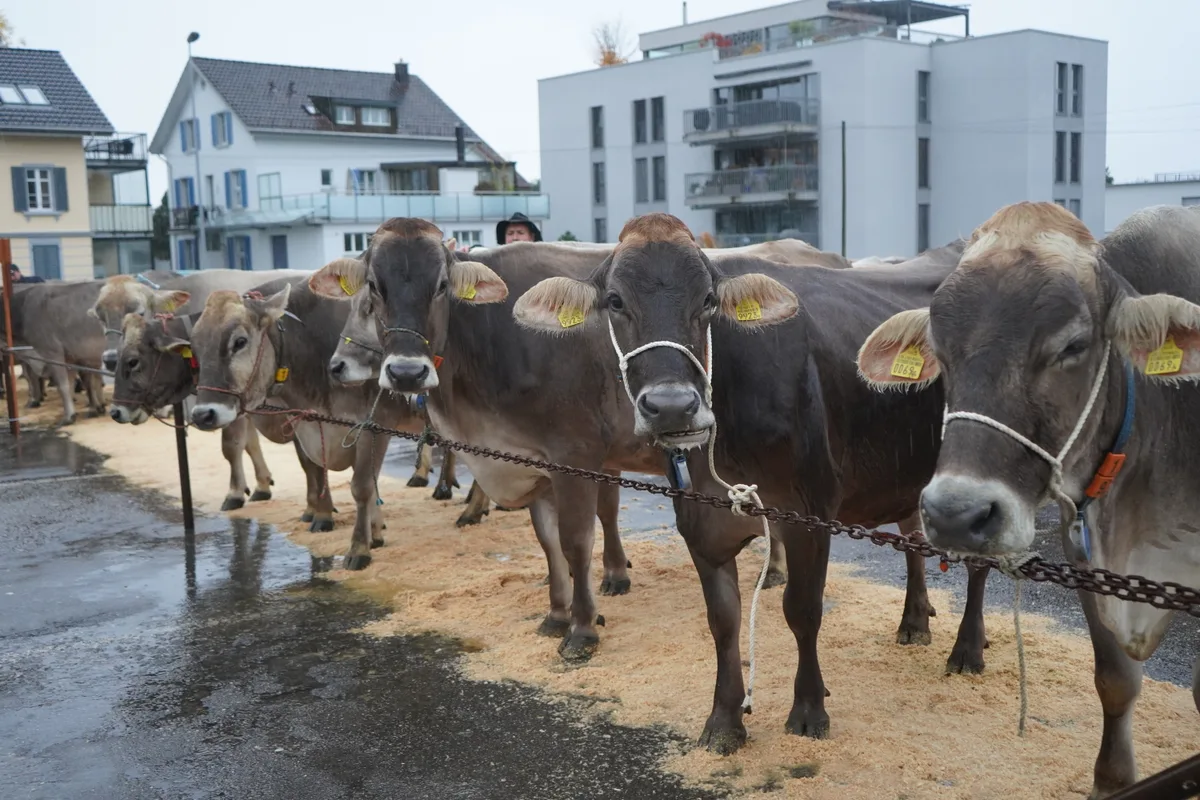 Landwirte und Kühe an der Viehschau Hinwil